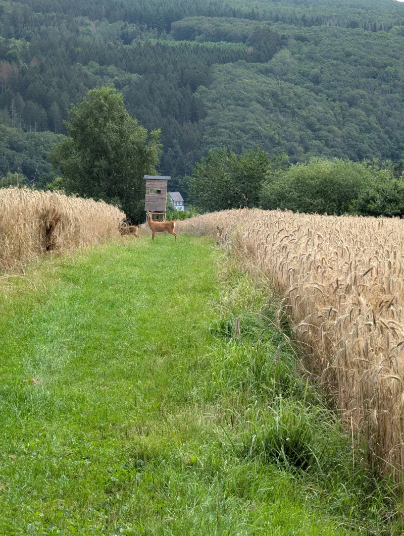Tiere im Baugebiet Angewann